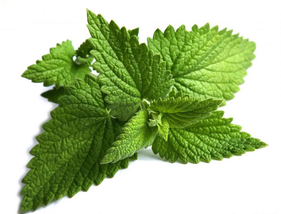 fresh-mint