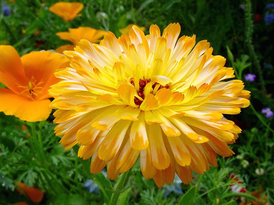 member of the Calendula family
