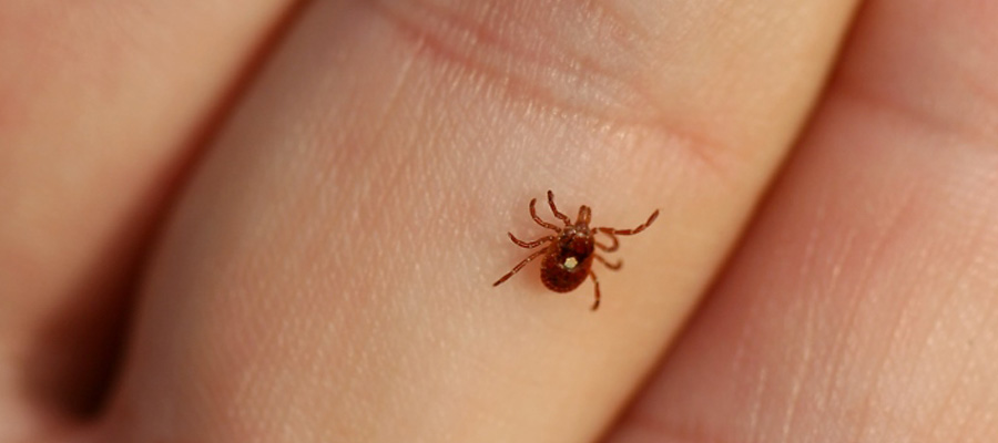 Tick Be-Gone | DentalSave Blog